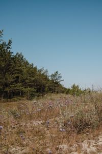 Kaboompics - Coastal Meadow with Pine Trees and Wildflowers