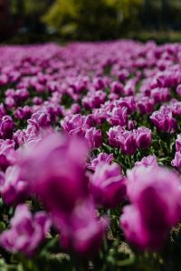 Kaboompics - Purple Tulip Petals in a Close Botanical Garden View