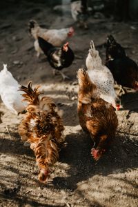 Kaboompics - Farm chicken eating seeds