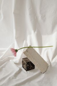 Kaboompics - Minimal Flower Study on a Light Fabric Background