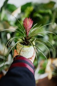 Kaboompics - Tillandsia Cyanea