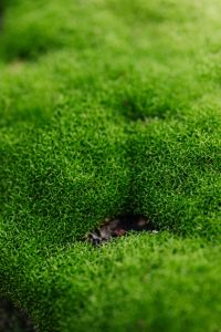 Green Moss Macro Textures for Nature-Inspired Backgrounds and Design