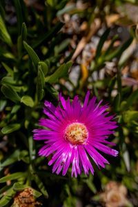 Kaboompics - Pink Coastal Succulent Flower against Dark Green Foliage