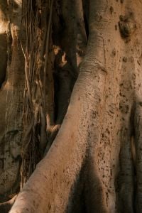 Kaboompics - Close Up Ancient Fig Tree Roots