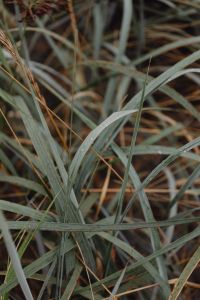 Kaboompics - Sea Grasses Blowing In Breeze - Backgrounds