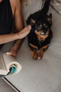 Kaboompics - Close-Up Portrait of a Black and Tan Dog beside an Open Book on a Sofa