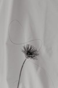Kaboompics - Delicate Flower Arrangement on Soft White Textile