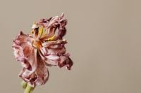 Kaboompics - Pink Dried Flower Against White Curtain