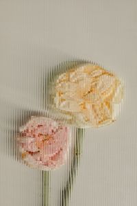 Kaboompics - Two Golden and Blush Flowers Behind Ribbed Glass, Neutral Vertical Botanical Background