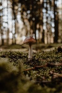 Kaboompics - Single Brown Mushroom in a Mossy Forest
