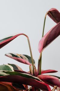 Kaboompics - Calathea Triostar Tropical Leaves on White Background