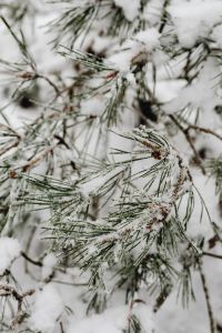 Kaboompics - Delicate Ice Crystals On A Frosted Pine Branch