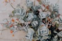 Kaboompics - Blue-Gray Succulent Rosettes with Delicate Pink Blooms