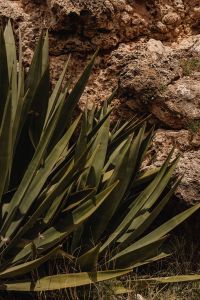 Kaboompics - Agave Leaves against a Rocky Stone Wall