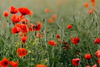 Kaboompics - A field of Red Poppies