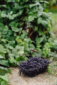 Kaboompics - Vertical View of a Purple Bean Harvest Among Green Leaves