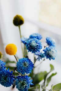 Kaboompics - Blue Chrysanthemum Arrangement with Yellow and Green Craspedia on Pale Background