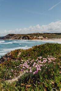 Kaboompics - Cluster of Pink Flowers Growing at the Ocean's Edge, Portugal