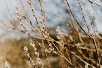 Kaboompics - Fresh spring catkin branches