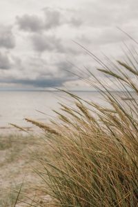 Baltic Sea Coast: Beach Dunes, Pine Forests and Textures
