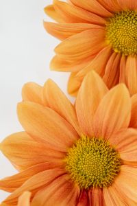 Kaboompics - Close-Up Chrysanthemum Center and Orange Petals