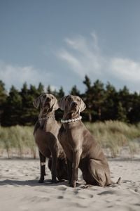Kaboompics - Canine Couture - Paws and Style