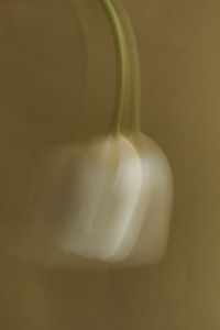 Kaboompics - Soft Focus White Tulip