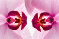 Kaboompics - Symmetrical Orchid Center Detail With Mirror Effect