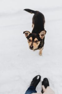 The Strange Dog