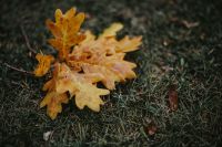 Kaboompics - Autumn leaves on the ground