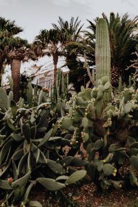Kaboompics - Plants of Portugal