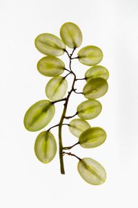 Kaboompics - Backlit Green Grapes on the Stem