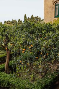 Kaboompics - Citrus Tree Beside the Villa Cimbrone Garden Facade