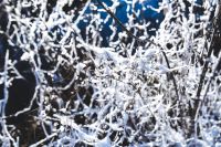 Kaboompics - Close-ups of snowy trees
