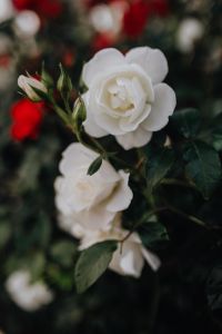 Kaboompics - White Rose Blossom with Green Buds in Focus