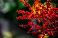 Kaboompics - Red rowan with a colourful arrangement of flowers