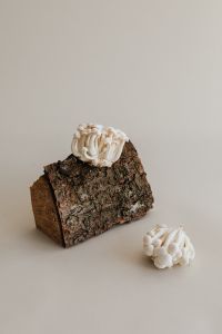 Kaboompics - White Mushroom Still Life with Grapes and Glass