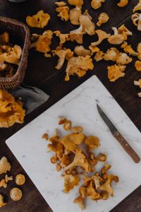 Picking Chanterelle Mushrooms In The Woods: Forest Foraging Photography