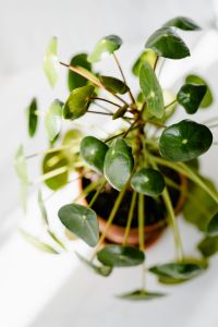 Kaboompics - Pilea peperomioides, money plant