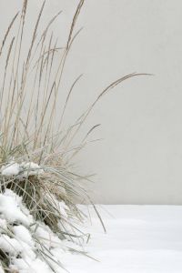 Kaboompics - Tall Dried Garden Grasses Against a Pale Wall, Minimal Snowy Winter Background