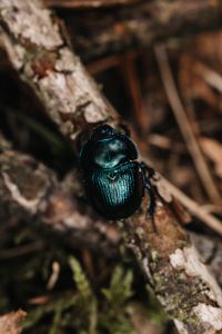 Kaboompics - Shiny Blue Beetle Crawling on Tree Bark