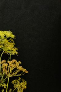 Kaboompics - Dried Dill Flowers on a Black Background