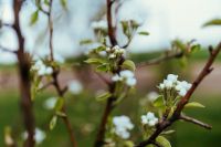 Kaboompics - Close-ups of leaves, flowers and fruit on trees, part 1