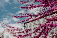 Kaboompics - Judas trees in blossom at springtime in Madrid, Spain