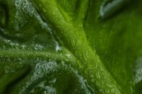 Kaboompics - Alocasia Leaf Detail with Green Veins
