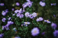 Kaboompics - Purple flowers close-ups
