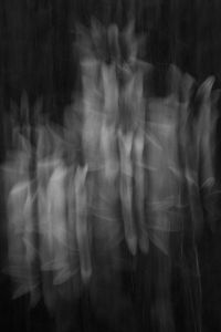 Kaboompics - Black and White Flowers With Vertical Motion Blur