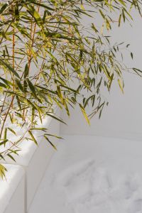 Kaboompics - Bamboo Canopy Over a Snowy Patio