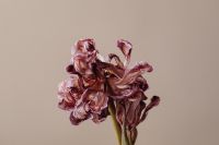 Kaboompics - Dried Burgundy Flower Cluster Portrait