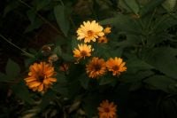 Kaboompics - Orange and Red Flowers in Soft Focus